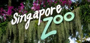 [Singapour] Singapour zoo - By Marjolaine