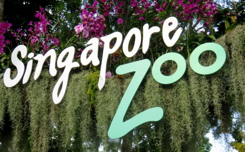 [Singapour] Singapour zoo - By Marjolaine