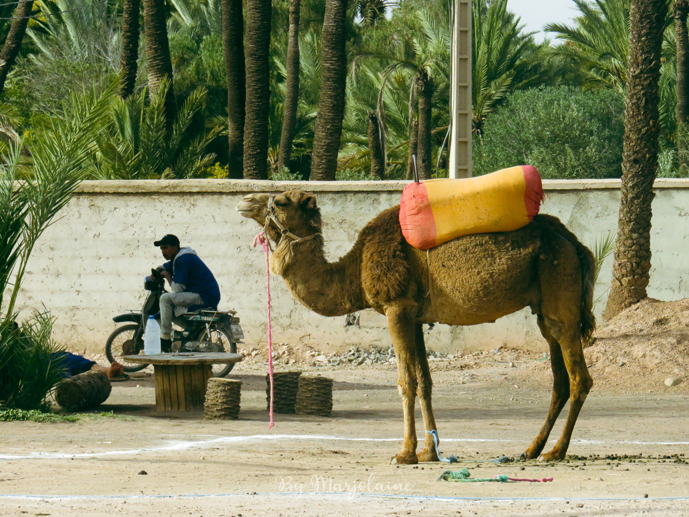 Excursion à dos de chameau dans la palmeraie de Marrakech