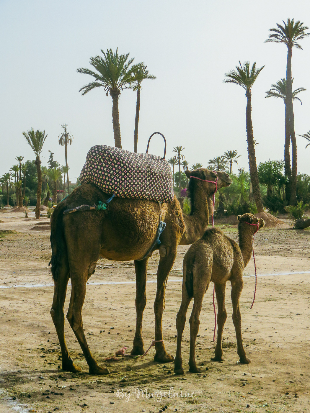 Excursion à dos de chameau dans la palmeraie de Marrakech