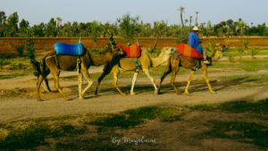 Excursion à dos de chameau dans la palmeraie de Marrakech