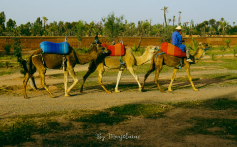 Excursion à dos de chameau dans la palmeraie de Marrakech