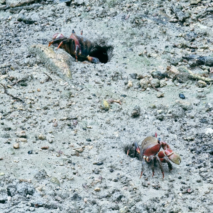 Baie des crabes de l'Ile des Pins