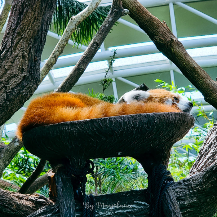 Panda roux dormant au zoo de Singapour