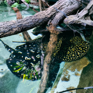 Diverses raies au river wonders