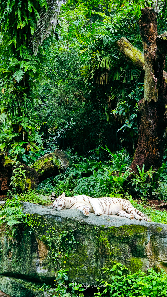 Grand tigre blanc dormant dans son enclos du zoo de Singapour