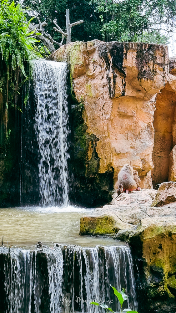 Singe près d'une cascade au zoo de Singapour