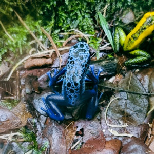 Grenouille bleue au zoo de Singapour