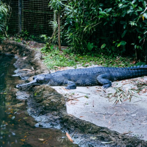 Crocodile dans son enclos au night safari de Singapour