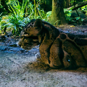 Animal photographié au night safari de Singapour