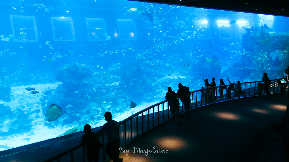 SEA Aquarium de Singapour