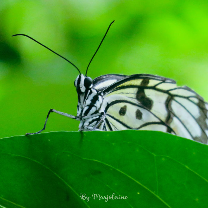 Papillon du parc