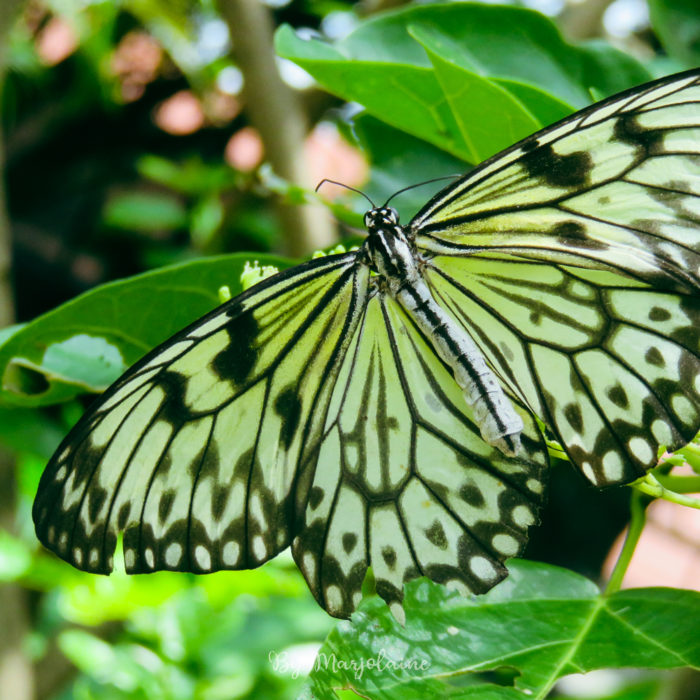Papillon dans son habitat au parc des papillons