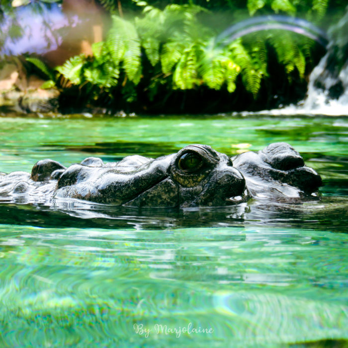 Crocodile nageant au river wonders