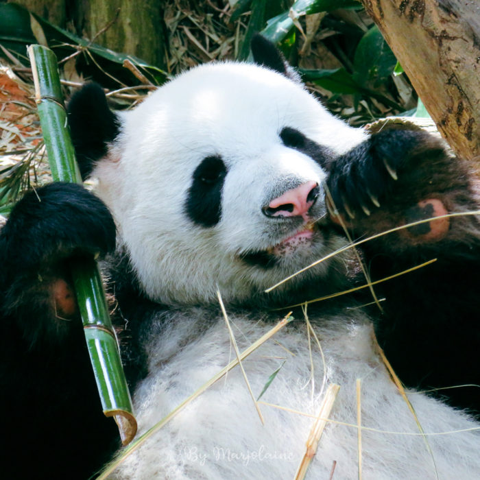 Panda géant mangeant du bambou au zoo de Singapour