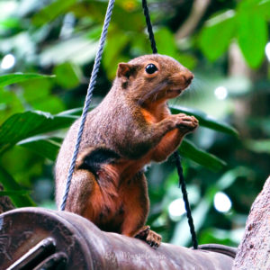 Ecureuil mangeant au zoo de Singapour