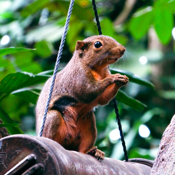 Ecureuil mangeant au zoo de Singapour