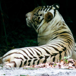 Grand tigre blanc au zoo de Singapour