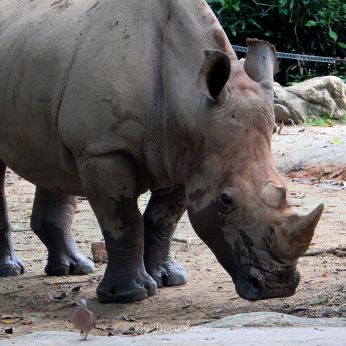 Rhinocéros dans son enclos au zoo de Singapour