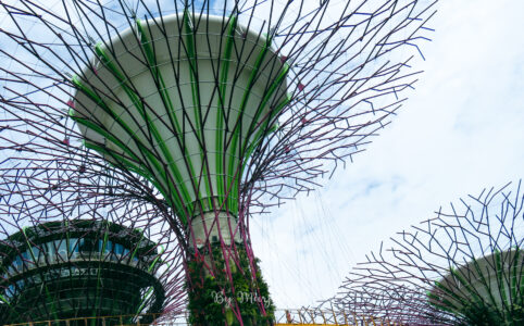 Super tree gardens by the bay Singapour