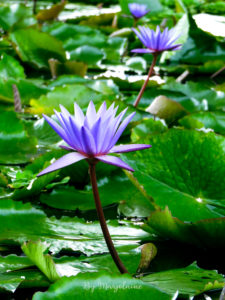 [Singapour] nénuphar mauve du jardin botanique de Singapour