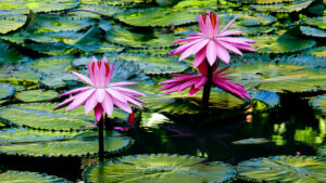 Jardin botanique - couverture