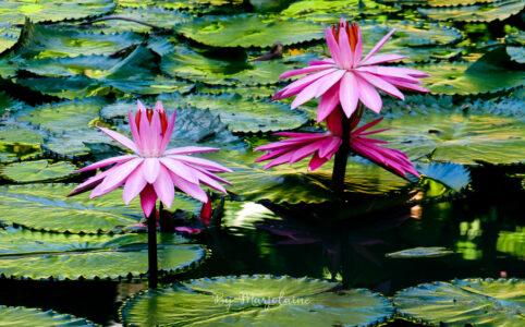 Jardin botanique - couverture