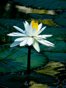 Fleur blanche de nénuphar au jardin botanique de Singapour