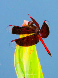 Libellule rouge au jardin botanique de Singapour