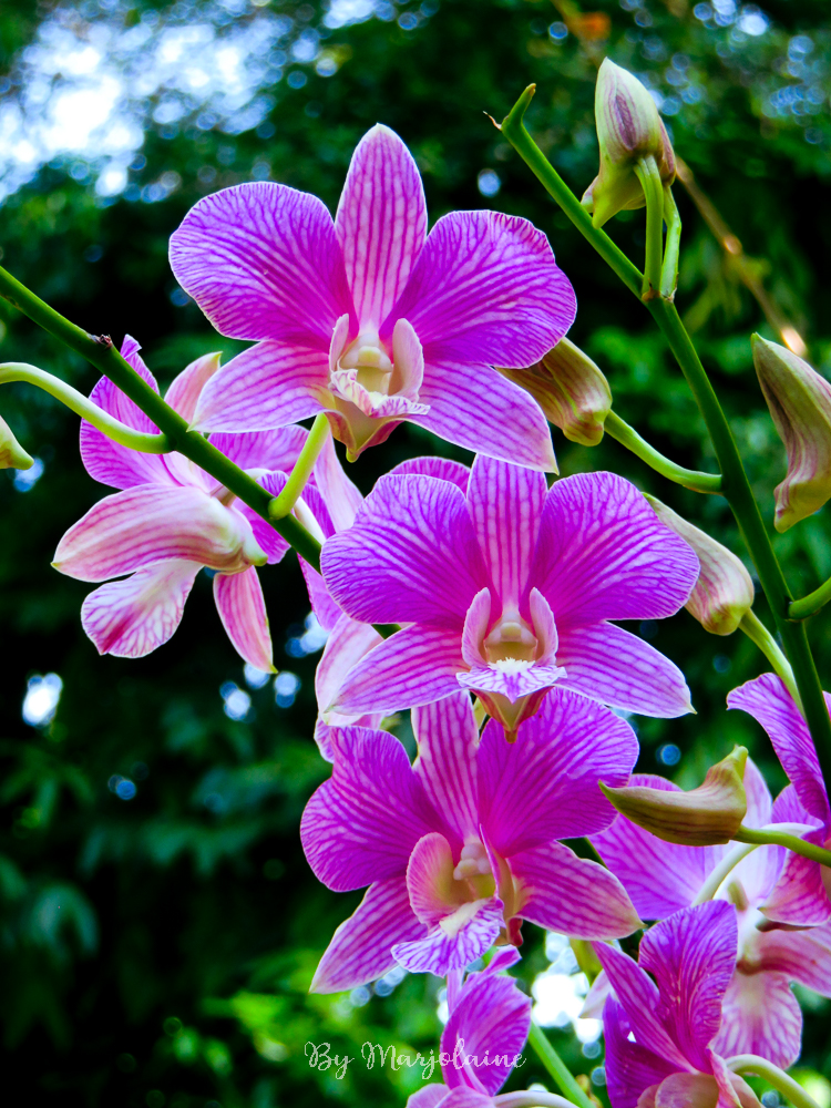 Orchidées au jardin botanique de Singapour