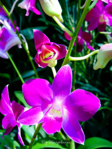 Orchidées au jardin botanique de Singapour