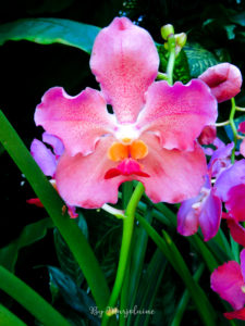 Orchidées au jardin botanique de Singapour