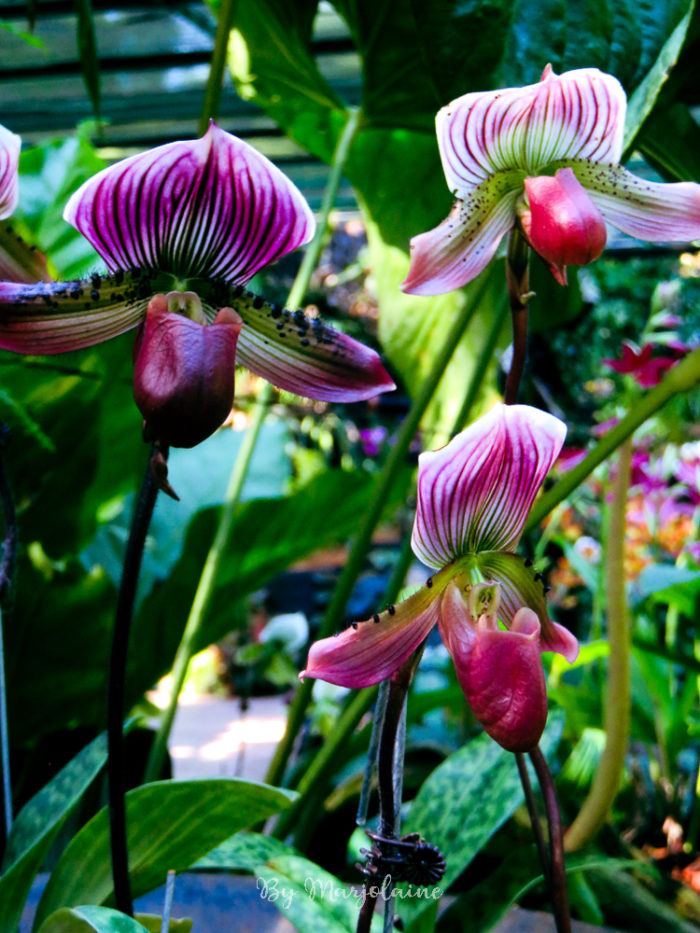 Orchidée du jardin botanique de Singapour