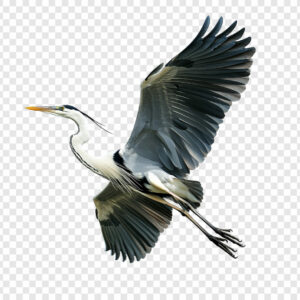 Heron japonais