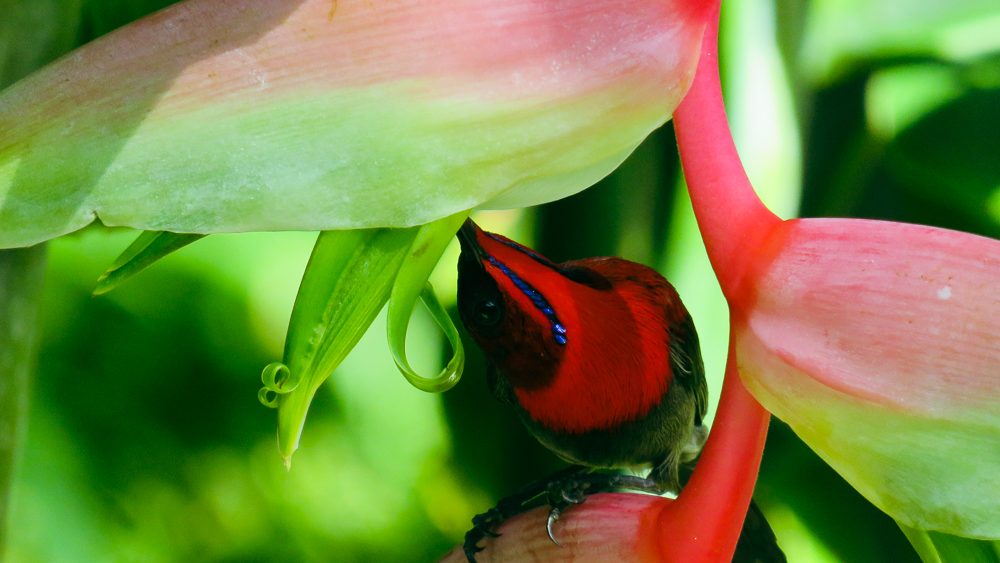 Oiseau au jardin botanique de Singapour